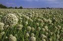 Crop of onion being grown for seed in Payette County, Idaho, USA.