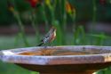 House finch sitting on a bird bath in Boise, Idaho, USA.