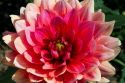 Dahlia flower in Boise, Idaho, USA.