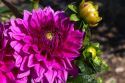 Dahlia flower in Boise, Idaho, USA.