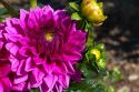 Dahlia flower in Boise, Idaho, USA.