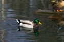 Mallard duck in Boise, Idaho, USA.