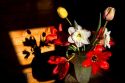 Still life of a flower arrangement with shadow in Boise, Idaho, USA.
