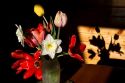 Still life of a flower arrangement with shadow in Boise, Idaho, USA.