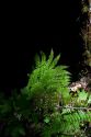 Ferns grow on the forest floor in the Willamette National Forest, Oregon, USA.