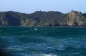 Dolphin in the Bay of Islands, North Island, New Zealand.