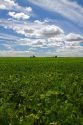 Soy bean crop near Moses Lake, Washington, USA.
