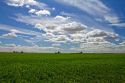 Soy bean crop near Moses Lake, Washington, USA.