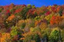 Fall foliage near Lake Elmore in Lamoille County, Vermont, USA.